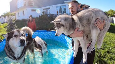 НОВЫЙ БАССЕЙН ДЛЯ ХАСКИ / собаки прыгают в каркасный бассейн