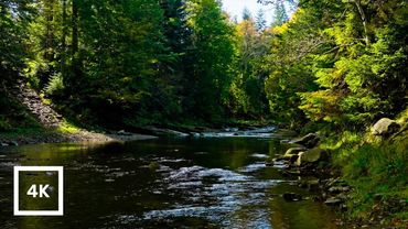 Forest River Nature Sounds - Gentle Stream with Birdsong | 4K Relaxing Nature Ambience for Sleep