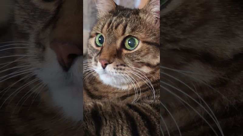 Настоящий джентльмен 🕴️🙀😉🤣 #cat #кот #юмор #котушка #приколы #смех