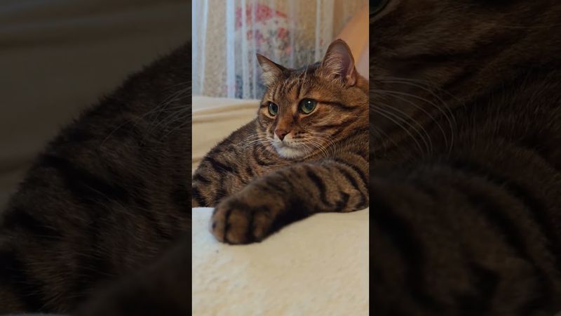 9 граммов 🙀🫢😉🤣 #cat #кот #юмор #котушка #приколы #цитаты #позитив #популярное