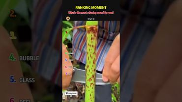 Top Funniest Videos Ranked 🤣 Did Any of These Make You Cry Laughing? #funny