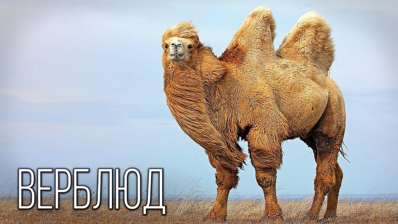 Camel: "Ship" of the desert | Interesting facts about camels
