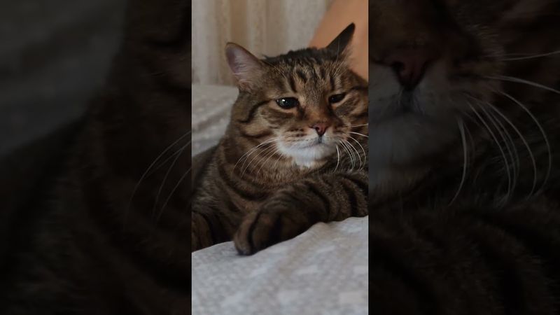 Перспектива 🤔💰😻😉🤣 #cat #кот #юмор #приколы #котушка #позитив #популярное #цитаты