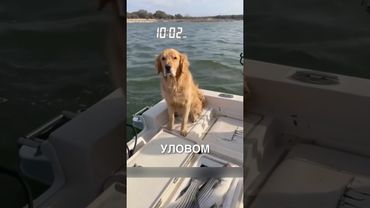Пёсик на рыбалке 😎❤️ #истории #история #новости #новость #shorts