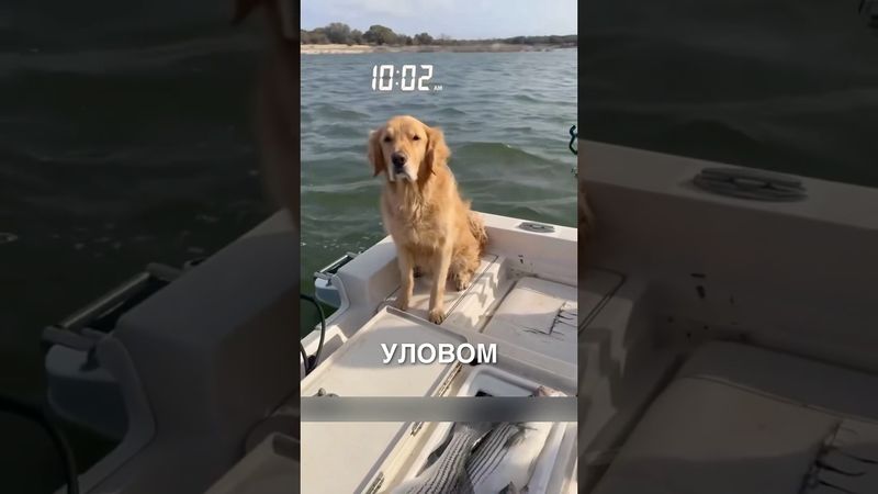 Пёсик на рыбалке 😎❤️ #истории #история #новости #новость #shorts