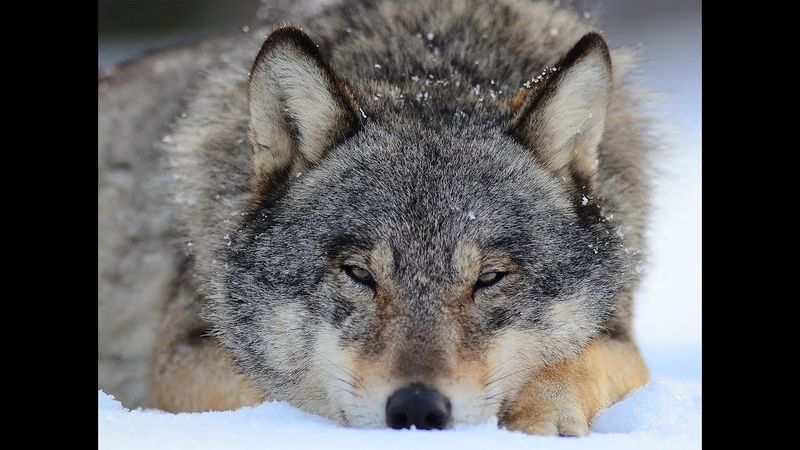 Тропой волка. Документальный фильм | Film Studio Aves