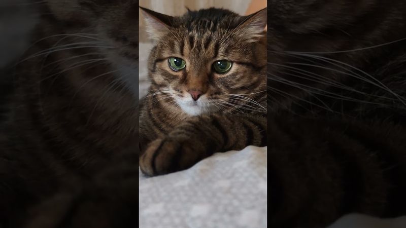 Однообразие 🙀😉🤗🤣 #cat #кот #юмор #котушка #приколы #цитаты