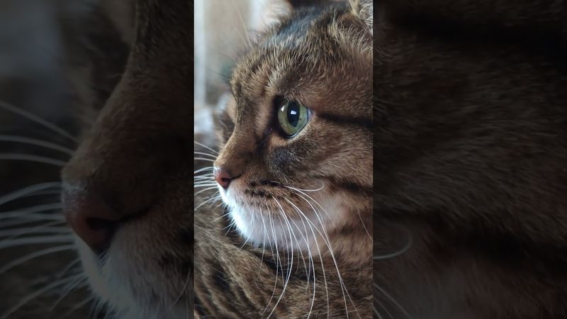 Бессмысленно 🤔🙀😉🤣 #cat #кот #юмор #котушка #приколы #цитаты