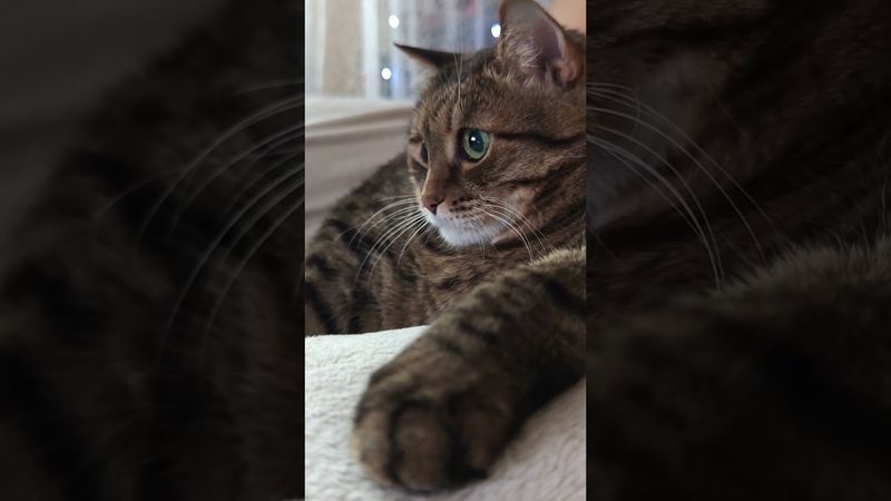 Откуда деньги 💸💰🙀🤣 #cat #кот #юмор #приколы #котушка #цитаты #смех