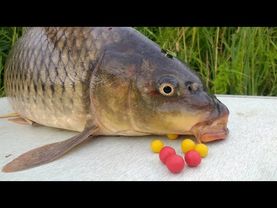 Уроки выживания. Как уверенно ПОЙМАТЬ КАРПА и накормить семью. Доктор Лопатин (Никадент. Мытищи).