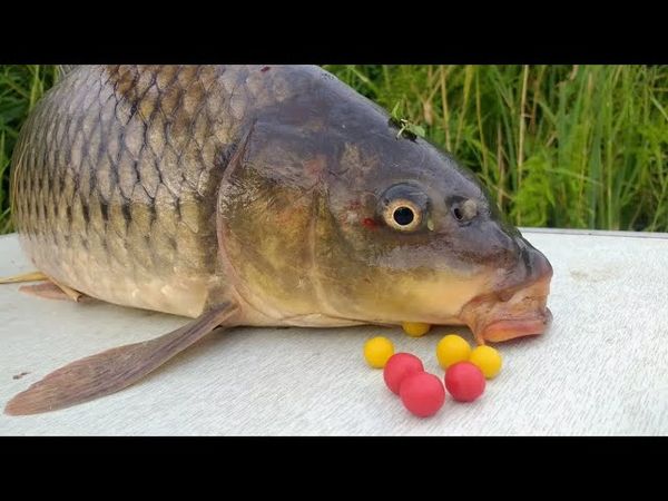 Уроки выживания. Как уверенно ПОЙМАТЬ КАРПА и накормить семью. Доктор Лопатин (Никадент. Мытищи).