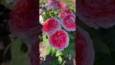 Японская роза «Принцесса Сакура»🥀Каталог rozi-yulii.ru🥀 #саженцы #саженцыроз