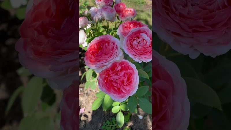 Японская роза «Принцесса Сакура»🥀Каталог rozi-yulii.ru🥀 #саженцы #саженцыроз