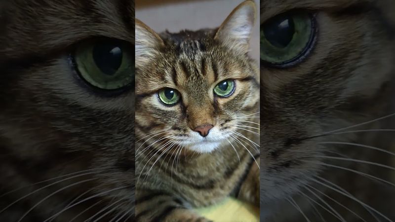 Масло в огонь 🪔🔥🙀🤣 #cat #кот #юмор # #котушка #приколы #цитаты