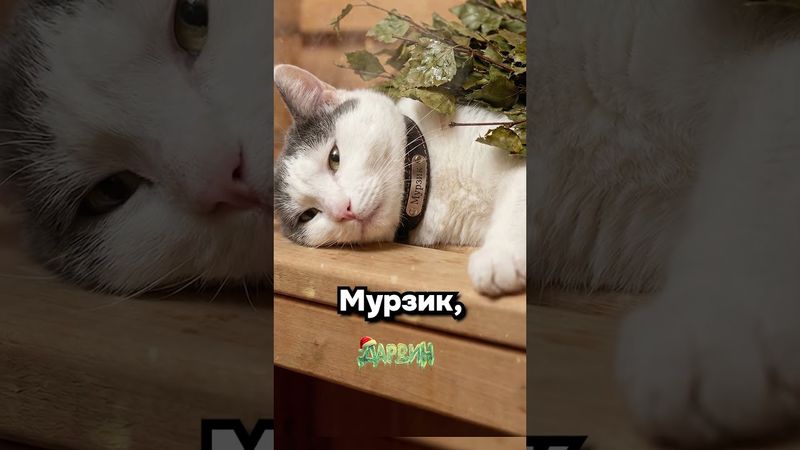 Банька, парилка, и Мурзик