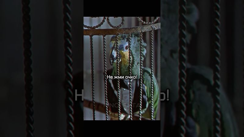 Это всего лишь птичка 🦜 #фильм #shorts