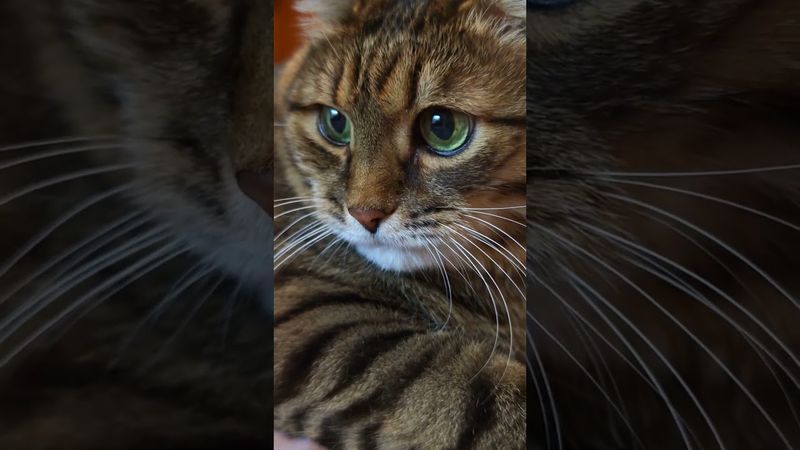 Уважайте начальника 🙀😉🤔🤣 #cat #кот #юмор #котушка #приколы #ржака #цитаты