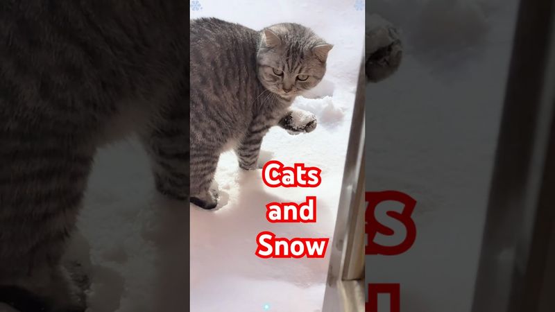 Cats and Snow ❄️