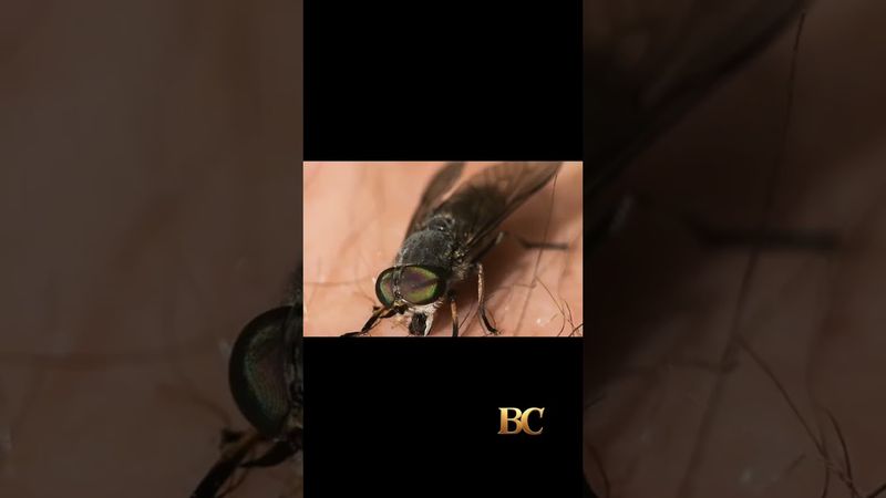 Milioni di mosche saranno lanciate sul Texas per combattere i vermi carnivori