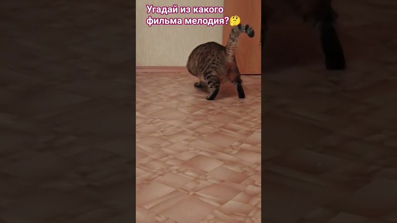 Угадай мелодию ☝️🙏👍🤔😻 #cat #кот #юмор #котушка #shortvideo #музыка