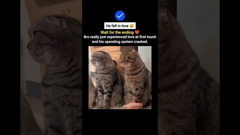 He fell in love ❤️