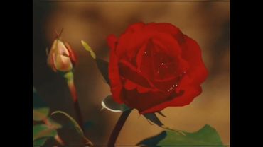 Fanmade Cortinillas (2)