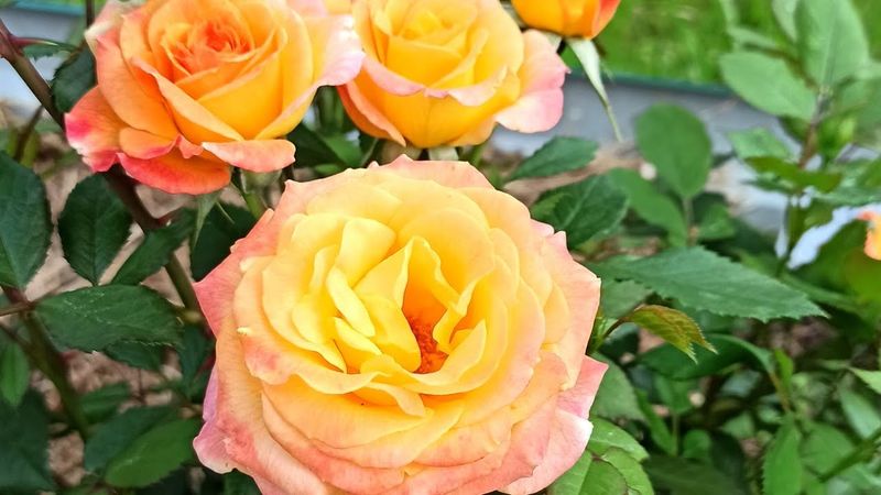 Роза Gartenspass Гартеншпасс #розы