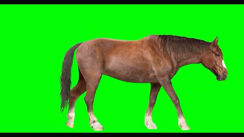 Лошади на хромакее (Для свободного пользования)