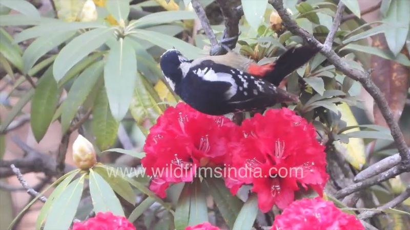 Darjeeling Pied Woodpecker enjoys Rhododendron blossoms just as Grey-winged Blackbird does