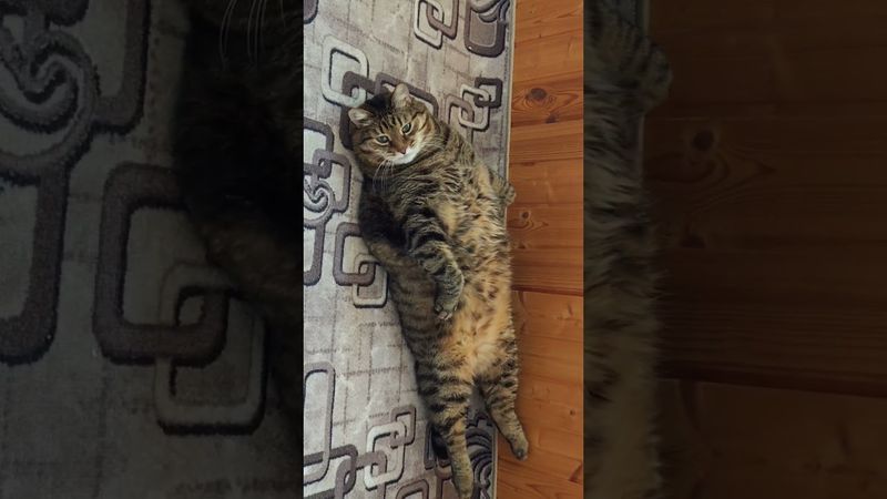 Зло не дремлет 🙀🙏🤔🤣 #cat #кот #юмор #котушка #приколы #цитаты