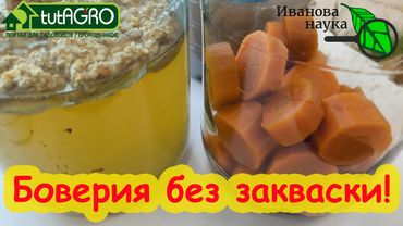 Что делать дальше с выращенной из закваски Боверия-MIX Боверией? Как выращивать Боверию без закваски