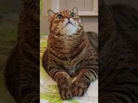 Позорный факт 🙀🤔☝️🤣 #cat #кот #юмор #котушка #приколы #цитата