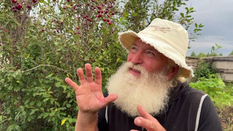 ЧАЙ из вишни СВОИМИ руками! Просто, вкусно и полезно!