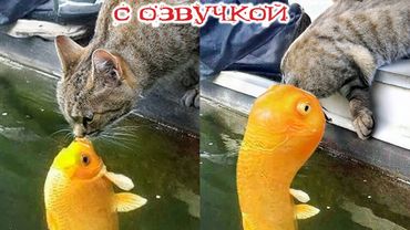 Приколы с котами! С ОЗВУЧКОЙ! САМЫЕ СМЕШНЫЕ ЖИВОТНЫЕ! Смешные видео про котов!
