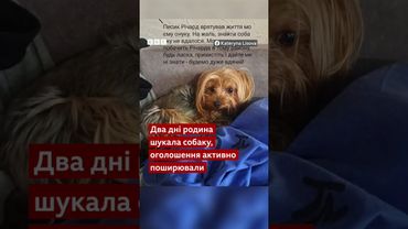 Цей собака врятував господаря під час обстрілу Києва 17 червня #shorts #київ #позитив #собака