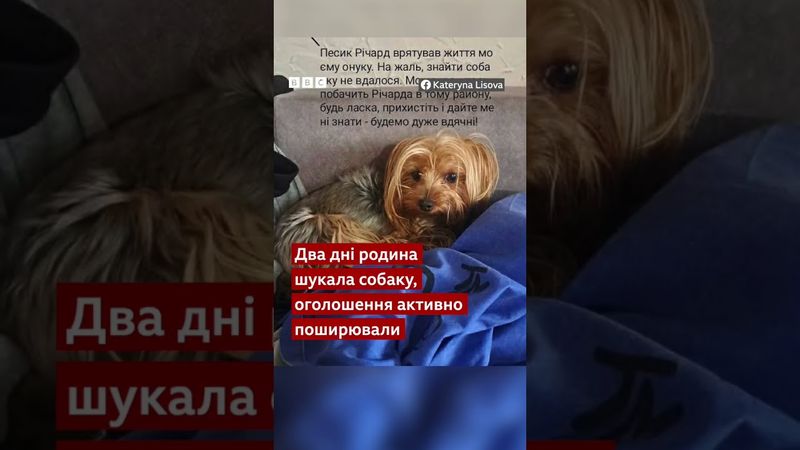 Цей собака врятував господаря під час обстрілу Києва 17 червня #shorts #київ #позитив #собака