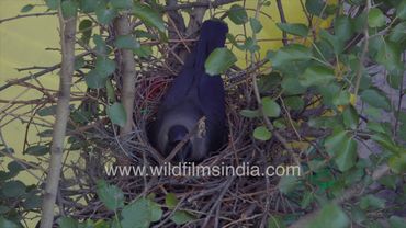 Dilli ke Kauwa ka ghonsla: House Crow pair nests along the busy Ring Road in New Delhi