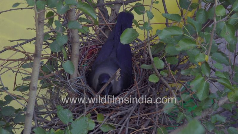 Dilli ke Kauwa ka ghonsla: House Crow pair nests along the busy Ring Road in New Delhi