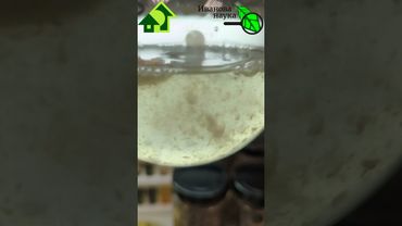 КАК МОЖЕТ РАСТИ БОВЕРИЯ В РАСТВОРЕ. #иванованаука #сад #дача