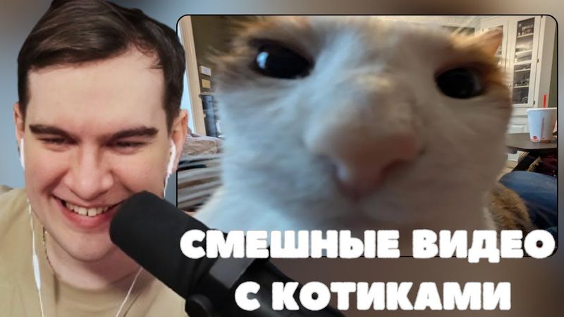 БРАТИШКИН СМОТРИТ: СМЕШНЫЕ ВИДЕО С КОТИКАМИ | Cats With Zero Brain Activity Part 16
