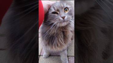 The cat Marina #animals #cat #love #birds #dog