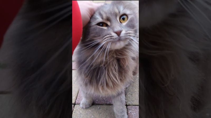 The cat Marina #animals #cat #love #birds #dog