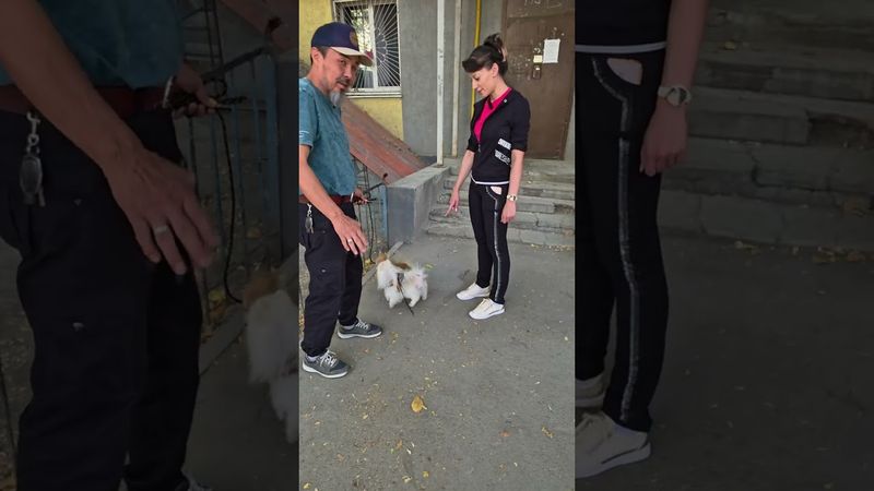 Нервный "ШПИЦ ".