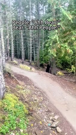 Cowardly bear#animals#bear#funnyvideo#bear#blackbear