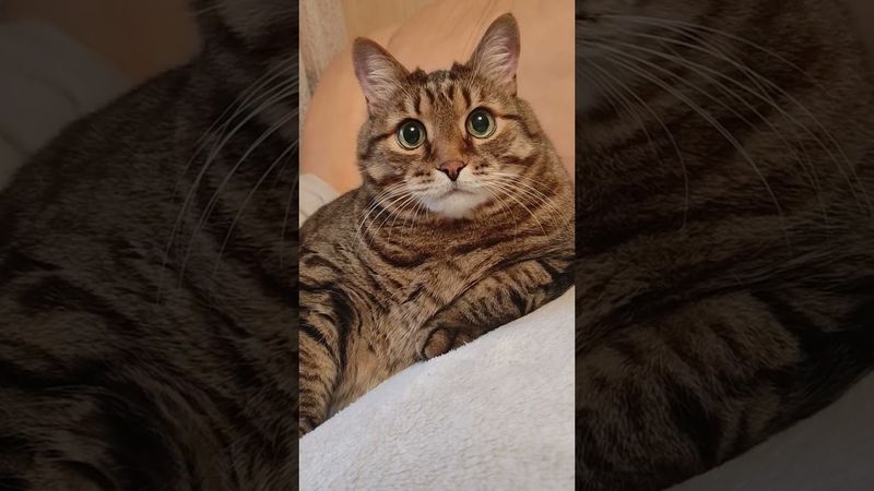 Нравится всем 🙀🤔😮🥰#cat #кот #юмор #котушка #приколы #цитаты