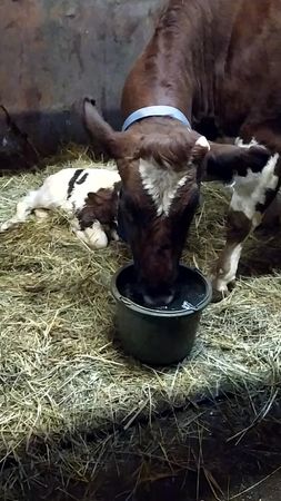 А у нас бычок! 😋🐄 #ферма #🐮🐮🐮 #коровы #телята #сыроварня #черныйлис