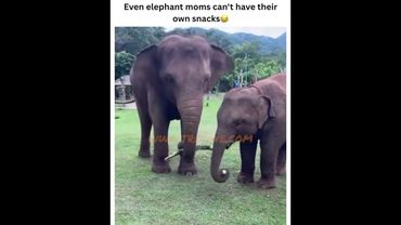 Elephant CAN'T CATCH A BREAK! #viralvideo #giraffe #animals