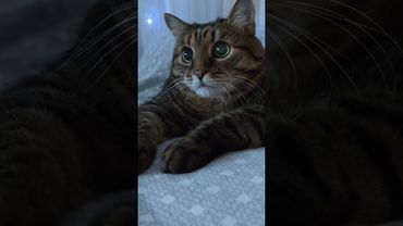 В режим полёта 🙀🤔😉🤣 #cat #кот #юмор #котушка #приколы #цитаты