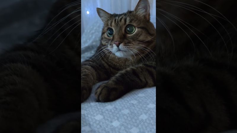 В режим полёта 🙀🤔😉🤣 #cat #кот #юмор #котушка #приколы #цитаты