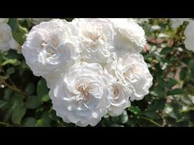 Цветение роз Гео Лаоен, Голубой Лунный Камень, Гордость и Предубеждение, Грейт Норт Истерн Роуз